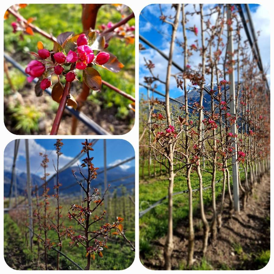 Langstein Bio Urlaub & Genuss Villa Coldrano Esterno foto